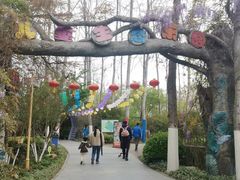 -合肥滨湖国家森林公园