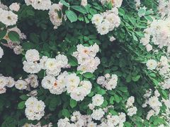 -诗经里