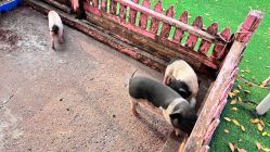 -萌宠亲子动物乐园(槐房万达店)