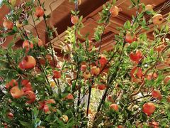 -八府香鸭·啫啫煲(华山路店)