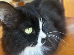 -有猫主题·治愈系猫咖(曾厝垵店)