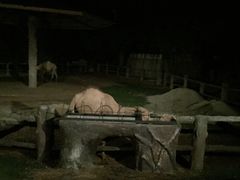 -清迈夜间动物园