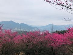 -新建村梅花