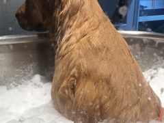 -PETKIT 小佩宠物·低压洗护·美容·寄养(安远店)