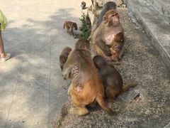 -广州市流溪河国家森林公园