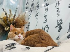 -爱洗澡的猫(望京店)