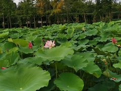 -洪湖家庭农场·团建·露营·会议