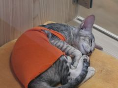 -屋虎猫馆(宝安大仟里店)