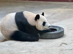 -杭州野生动物世界