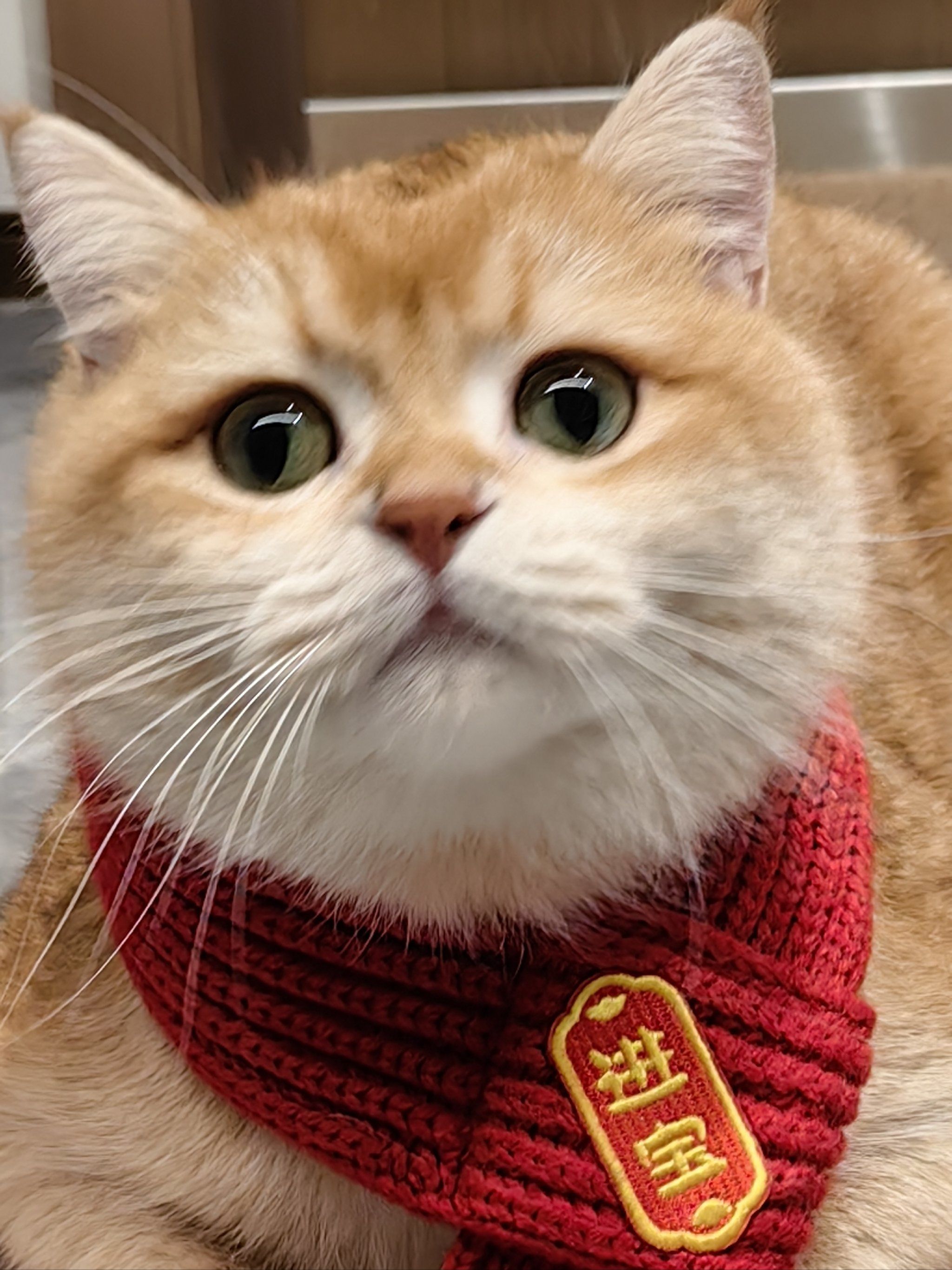 英短金渐层#谁能拒绝傻憨憨的小猫咪#猫