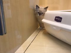 -momokira米努特·德文卷毛猫·棉花面纱犬