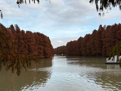 -上海海湾国家森林公园