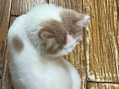 -志龙皇冠吃货椰子铺
