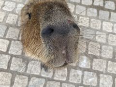 -上海野生动物园