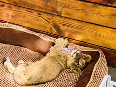 -北京野生动物园