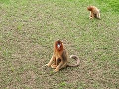 -西霞口神雕山野生动物世界