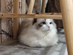 -楼上猫咖(罗湖店)