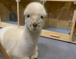 -萌宠亲子动物乐园(槐房万达店)