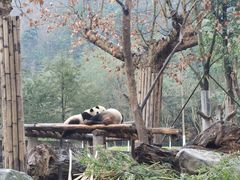-都江堰中华大熊猫苑