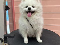 -FAELING PETS美天灵宠物(合生汇店)