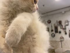 -平行世界·猫咖(首经贸店)