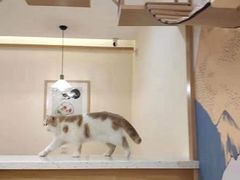 -滚猫咖啡·猫咖·猫友好撸猫(未来城店)