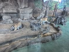 -横道河子东北虎林园