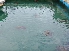 -广东惠东海龟国家级自然保护区