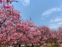 -天适樱花悠乐园