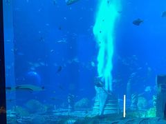 -亚特兰蒂斯•OSSIANO奥西亚诺海底餐厅