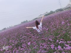 -紫颐香薰山谷景区