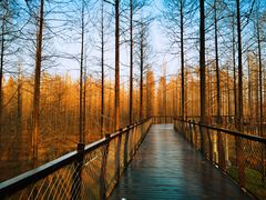 -黄海国家森林公园