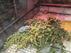 -酷以爬仙阁实体爬宠店·守宫·蜥蜴·专业繁育