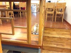 布丁-猫的天空之城概念书店(西塘古镇店)