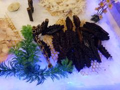 -金太郎海鲜姿造自助烤肉火锅(圣景兴业嘉园店)