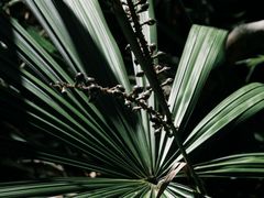 -海南热带雨林国家公园吊罗山景区