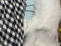 -四月宠物医院·猫专科·心脏专科·内科(转塘店)