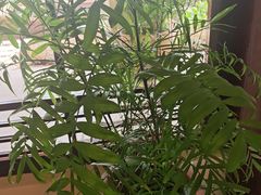 -白云中餐厅·粤菜·亚龙湾喜来登度假酒店