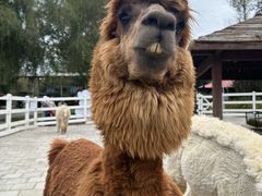 -哈尔滨北方森林动物园