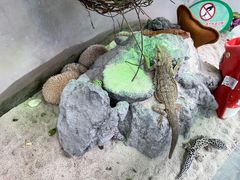 -广州长隆飞鸟乐园