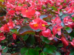 -庐山风景区花径公园