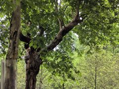 -都江堰中华大熊猫苑