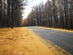 -塞罕坝国家级自然保护区