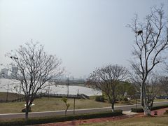 -九龙湖公园