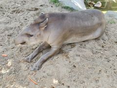 -西霞口神雕山野生动物世界