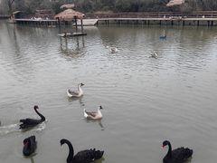 -溱湖国家湿地公园