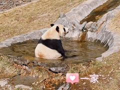 -卧龙中华大熊猫苑神树坪基地