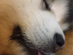 -李小姐の猫咖啡馆(五角场店)
