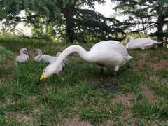 -银树楼(紫玉山庄东区店)