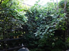 -植觉